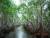 La mangrove;c'est beau ,c'est angoissant ,c'est étrange...